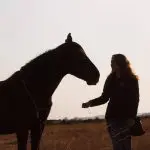 Rescue horse gentle training