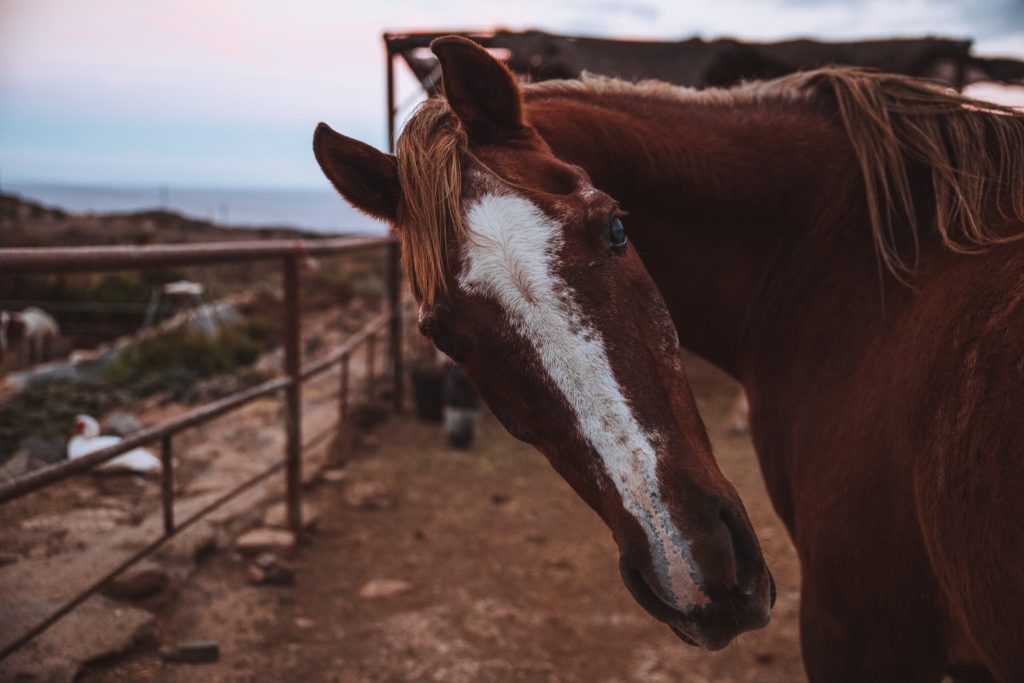 compassionate animal euthanasia decisions