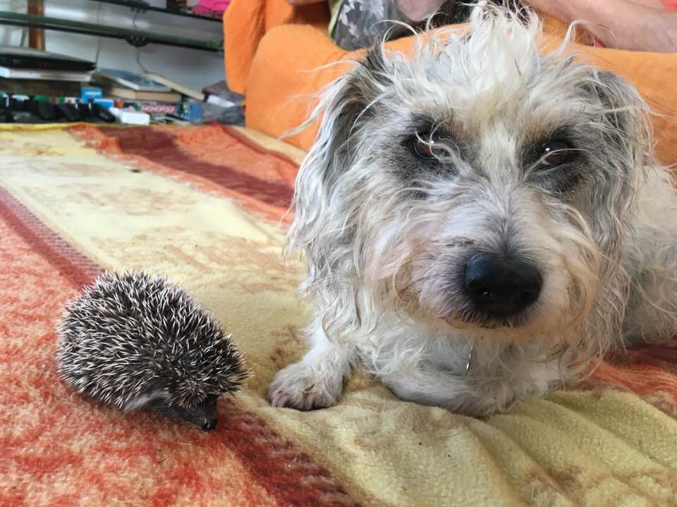 Iggy resting with friends