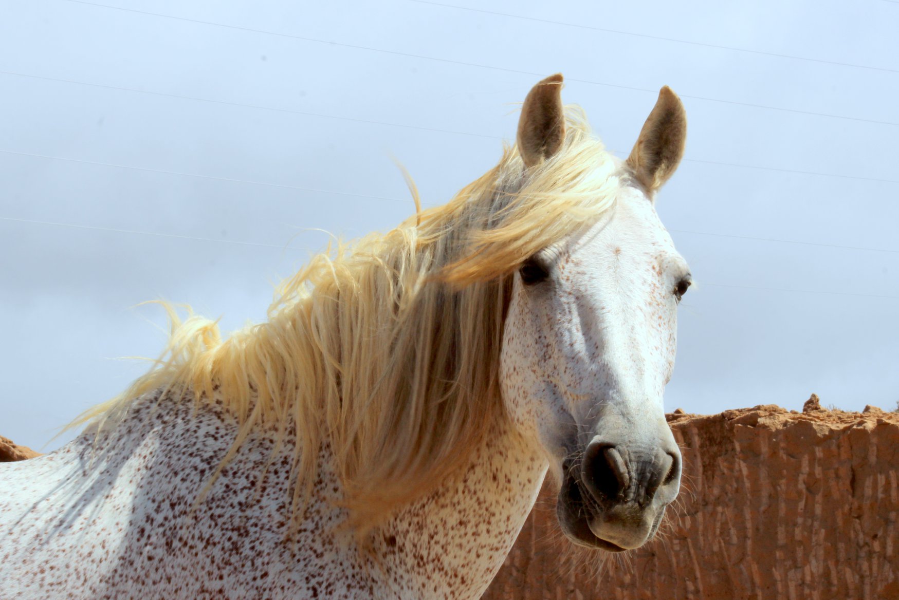 Animal