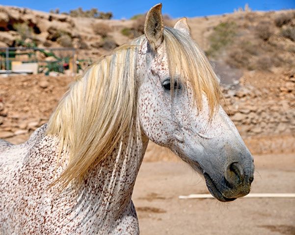 Animal