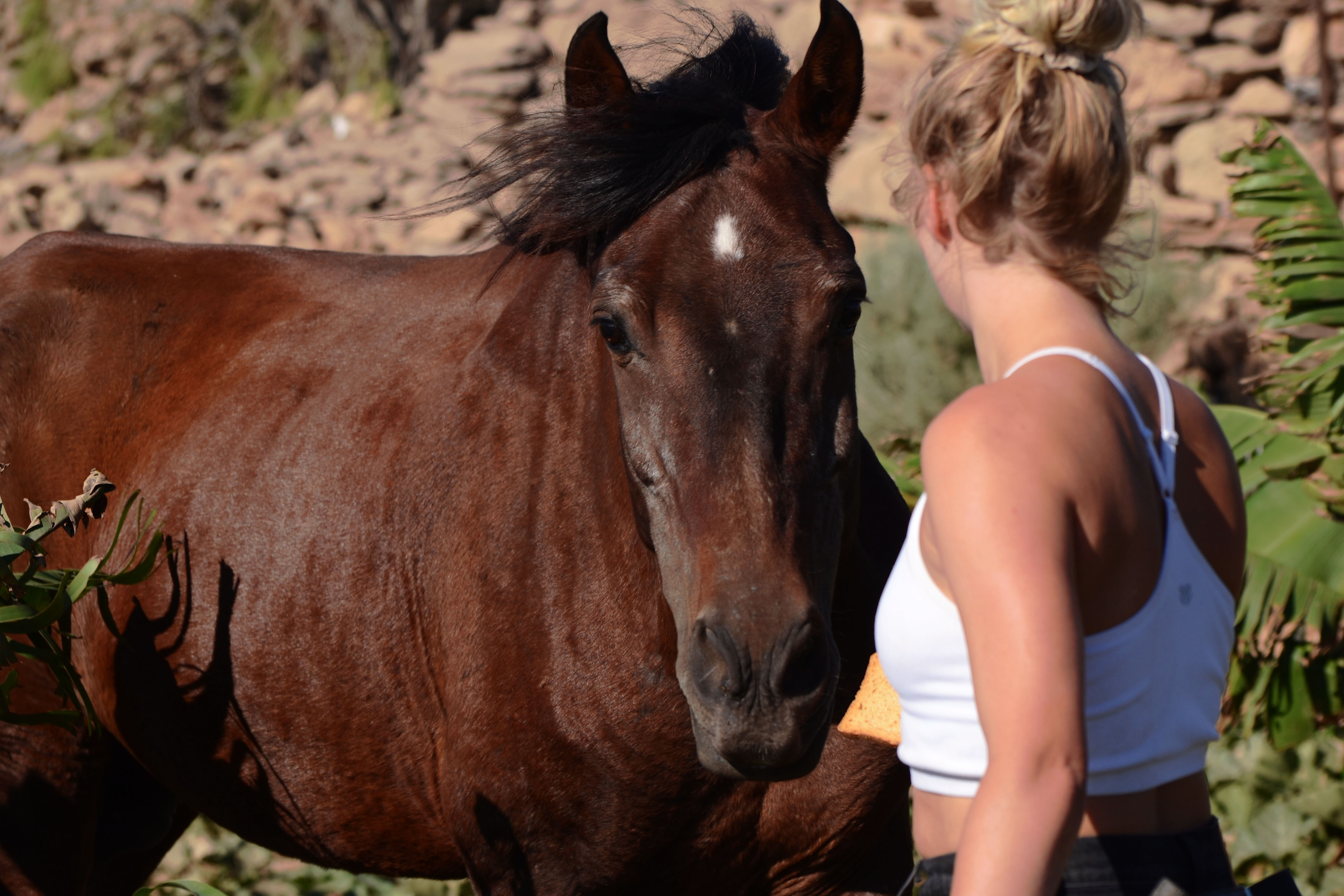 The power of Patreon for horse welfare