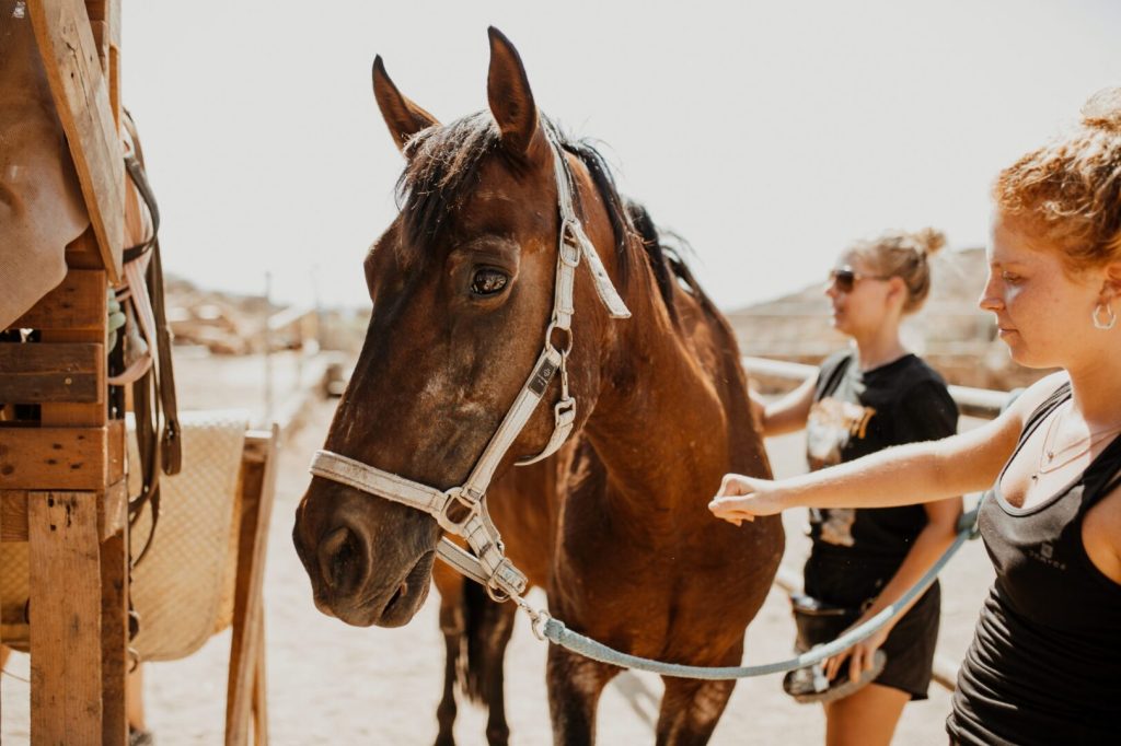 horse sanctuary