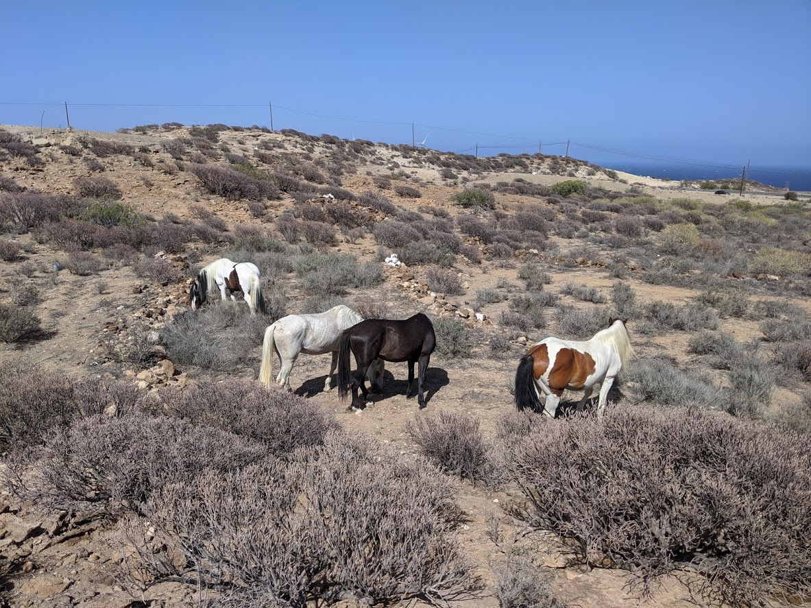 happy horses free at pasture