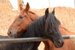 horse cuddle