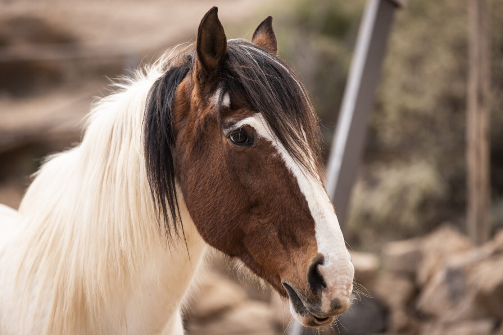 rescue horse