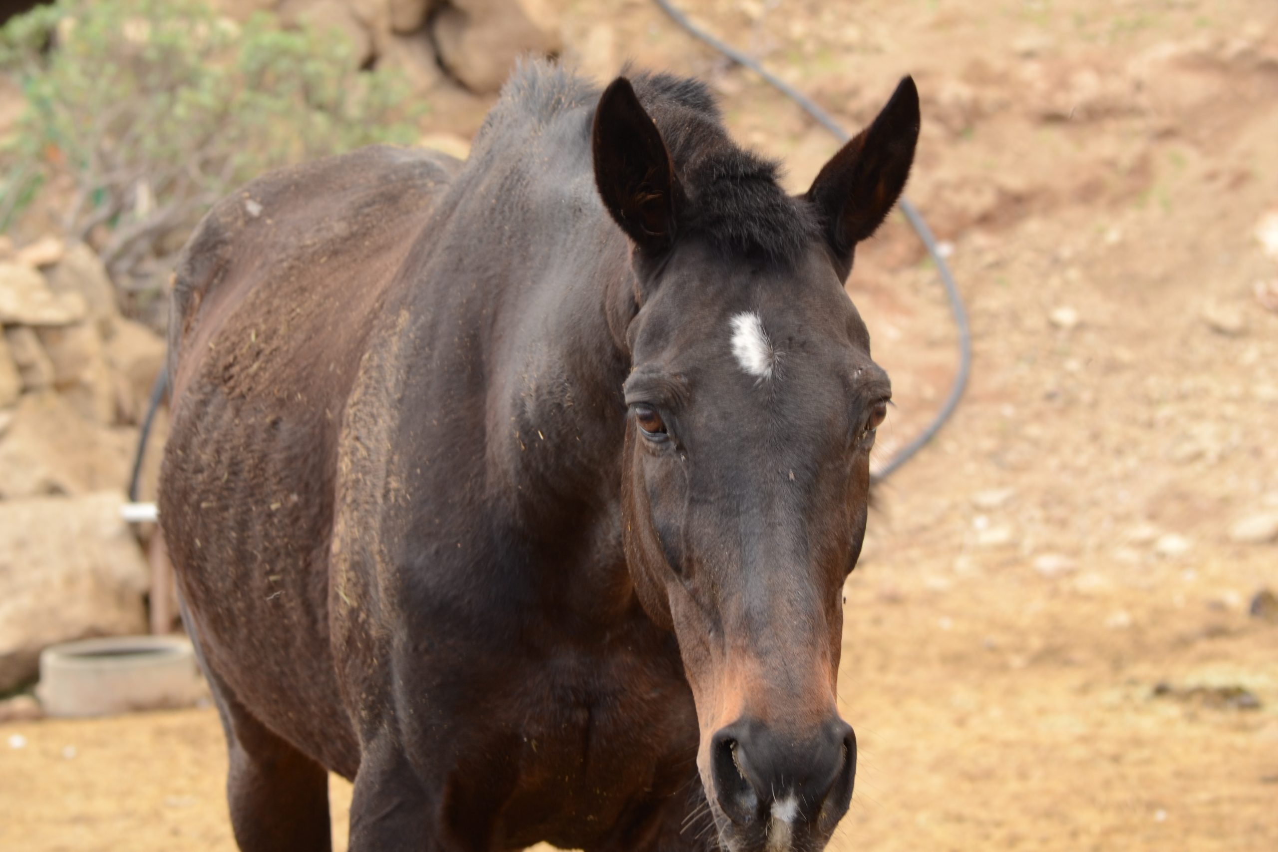 thoroughbred