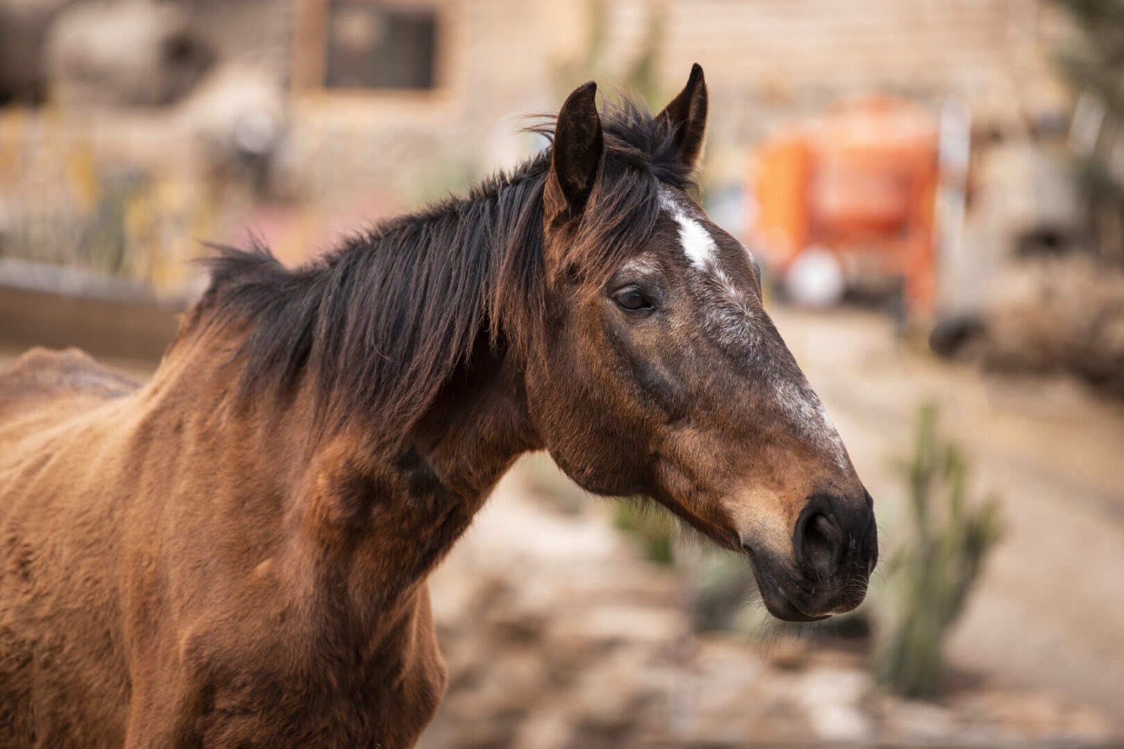rescue horse