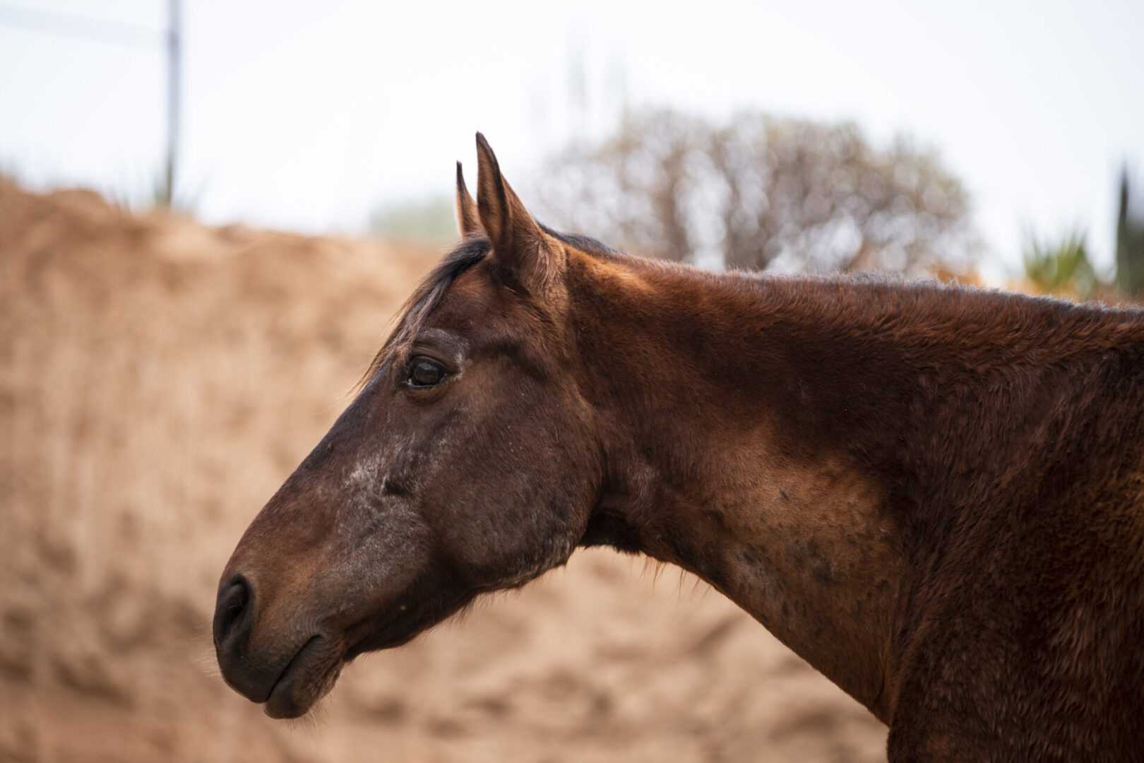 rescue horse