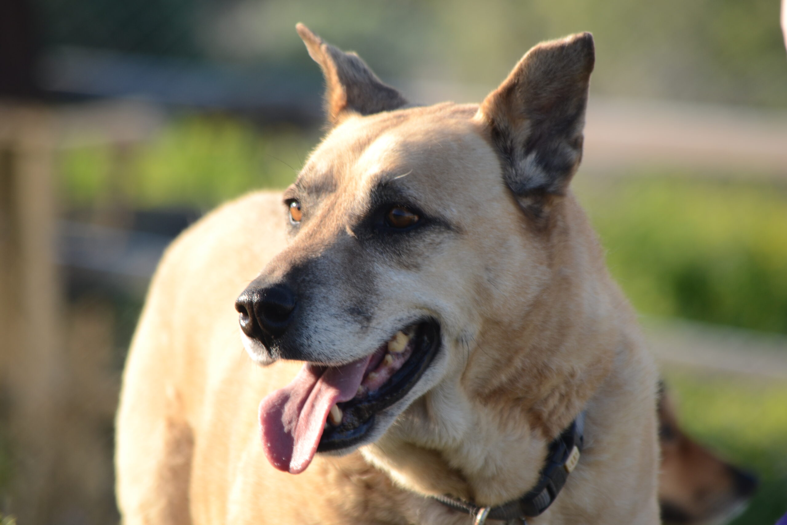 rescue dog