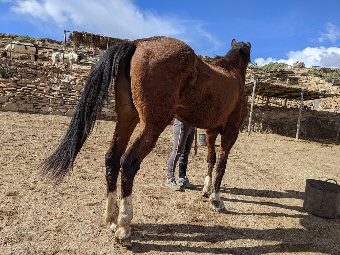 Rescue horse close up