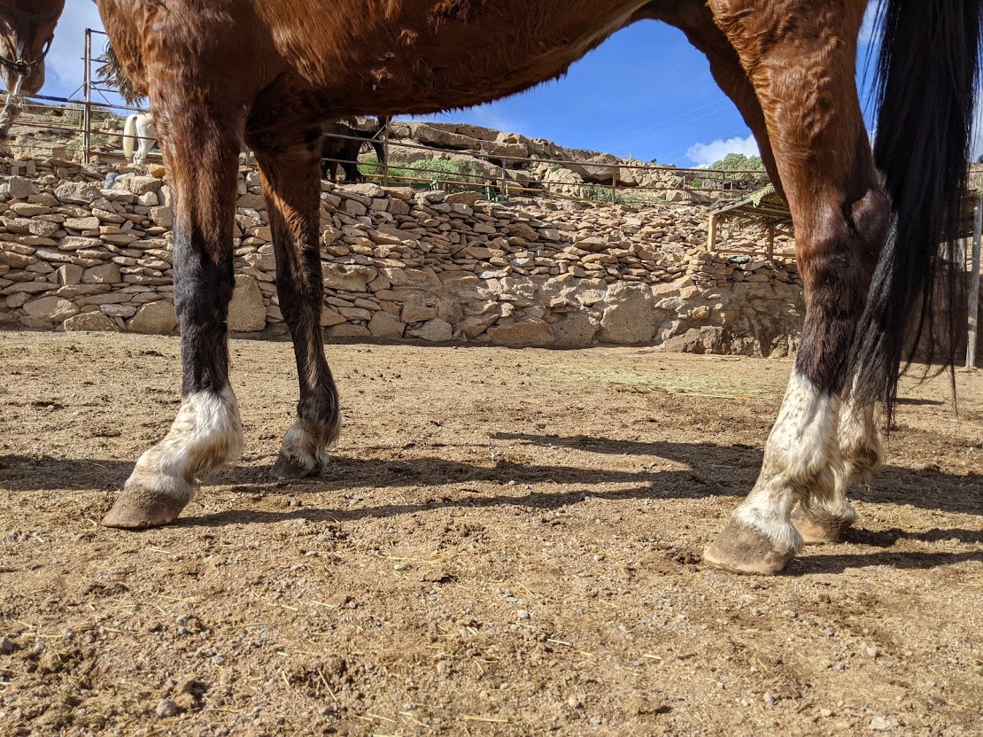 Rescue horse exploring new home