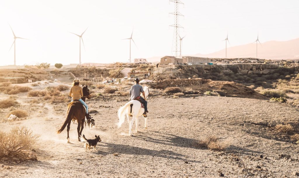 rescue horses