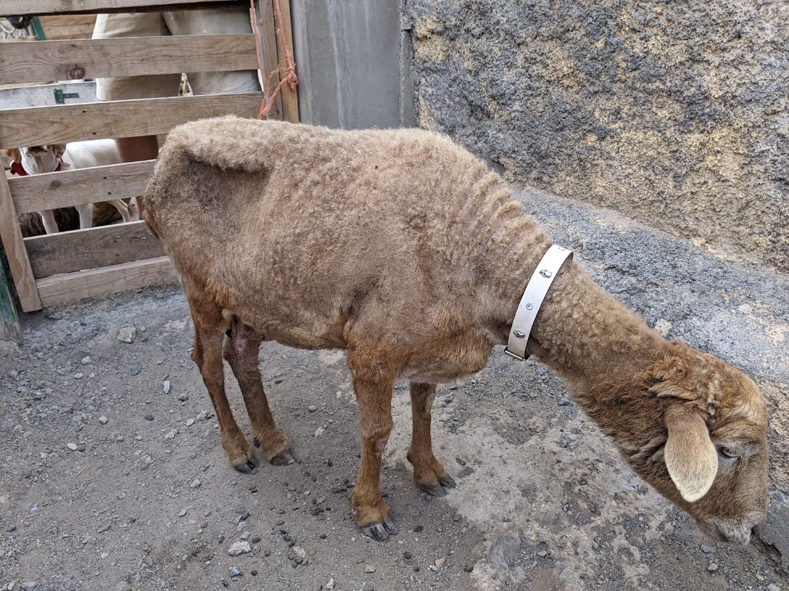poor rescue sheep