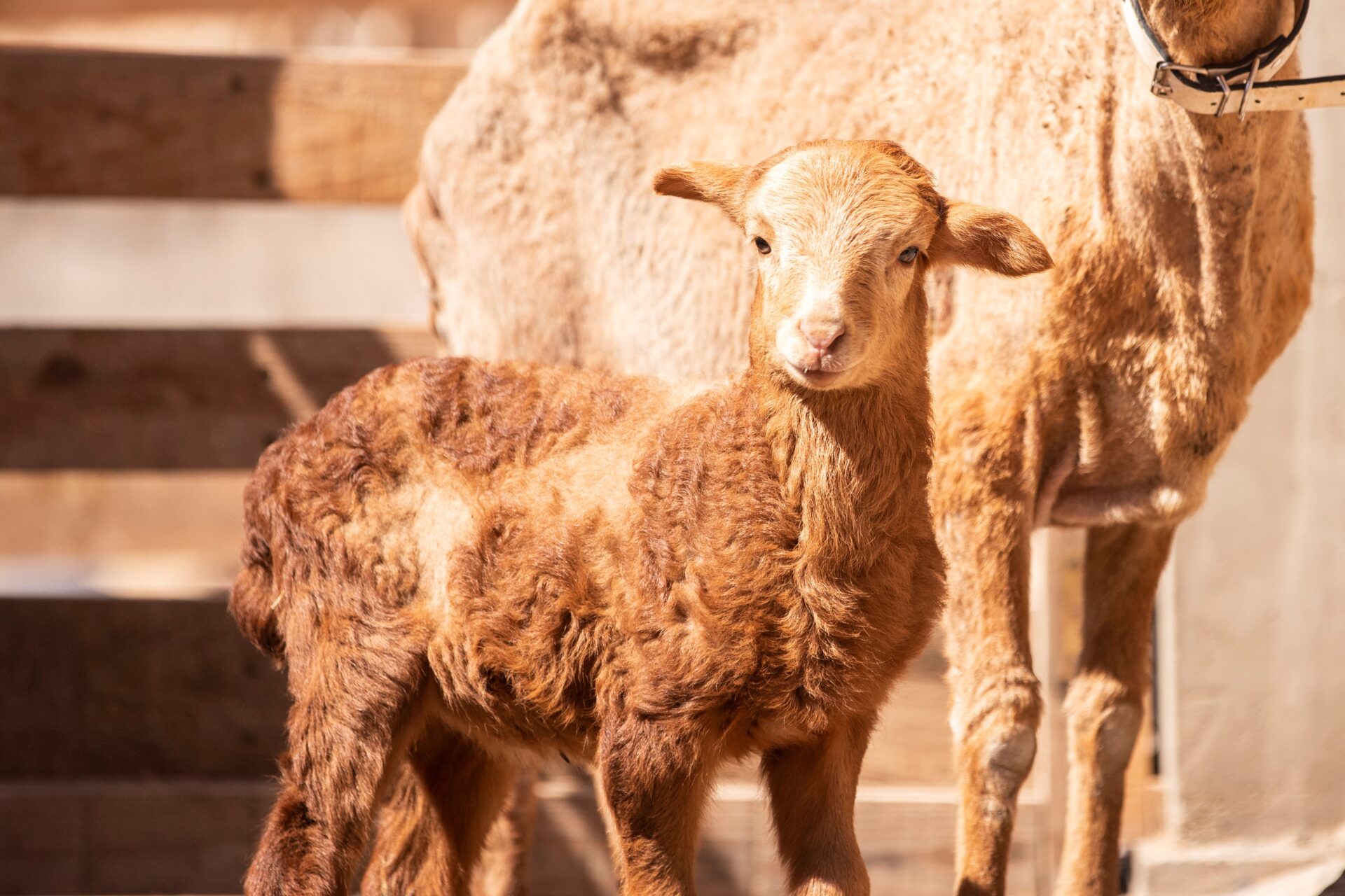 Rescued sheep receiving emergency care