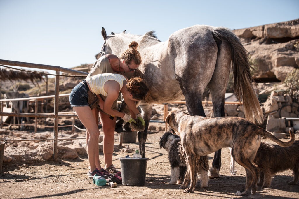 picking out horse feet
