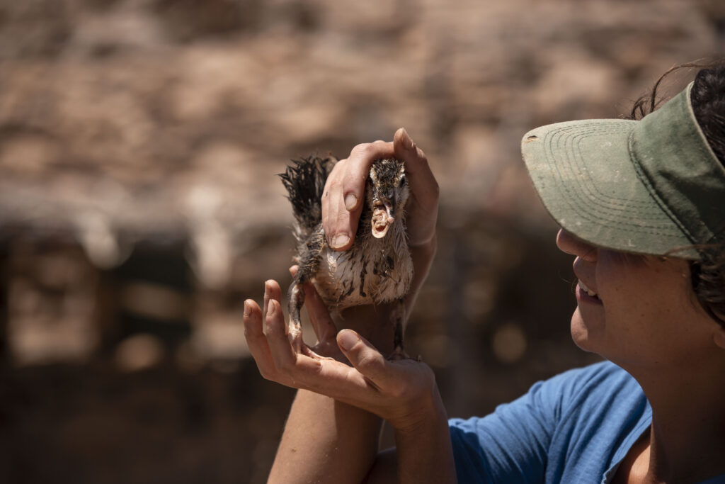 volunteer caring for small animals