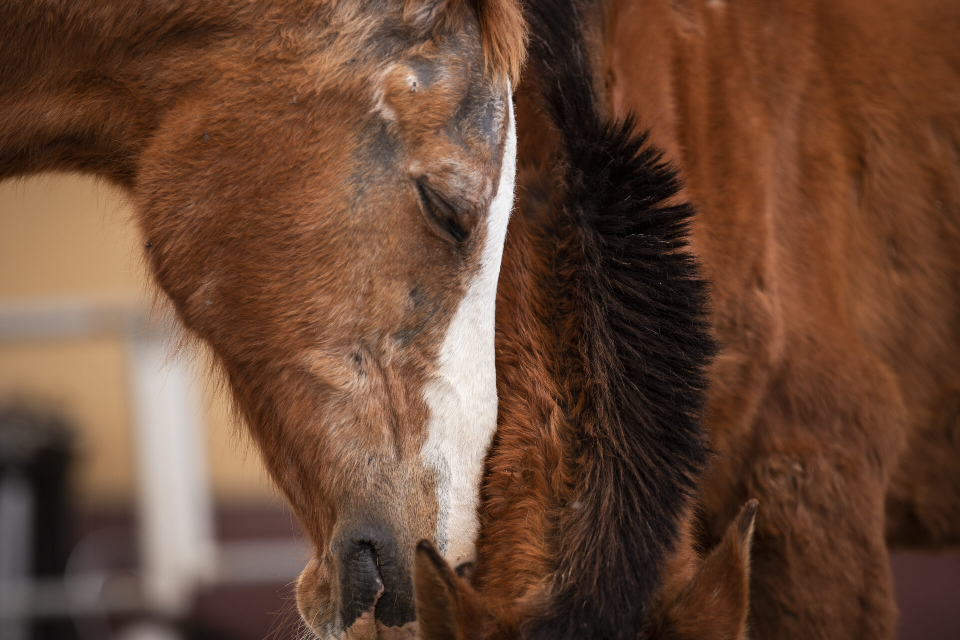 Emergency vet visit at Tenerife Animal Sanctuary