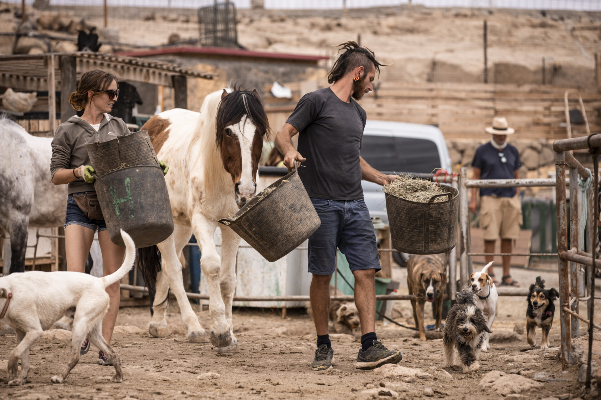how to feed horses