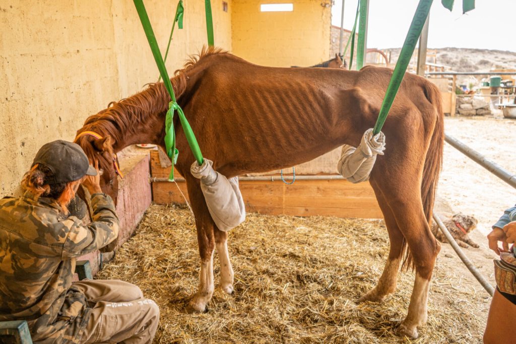 sick rescue horse