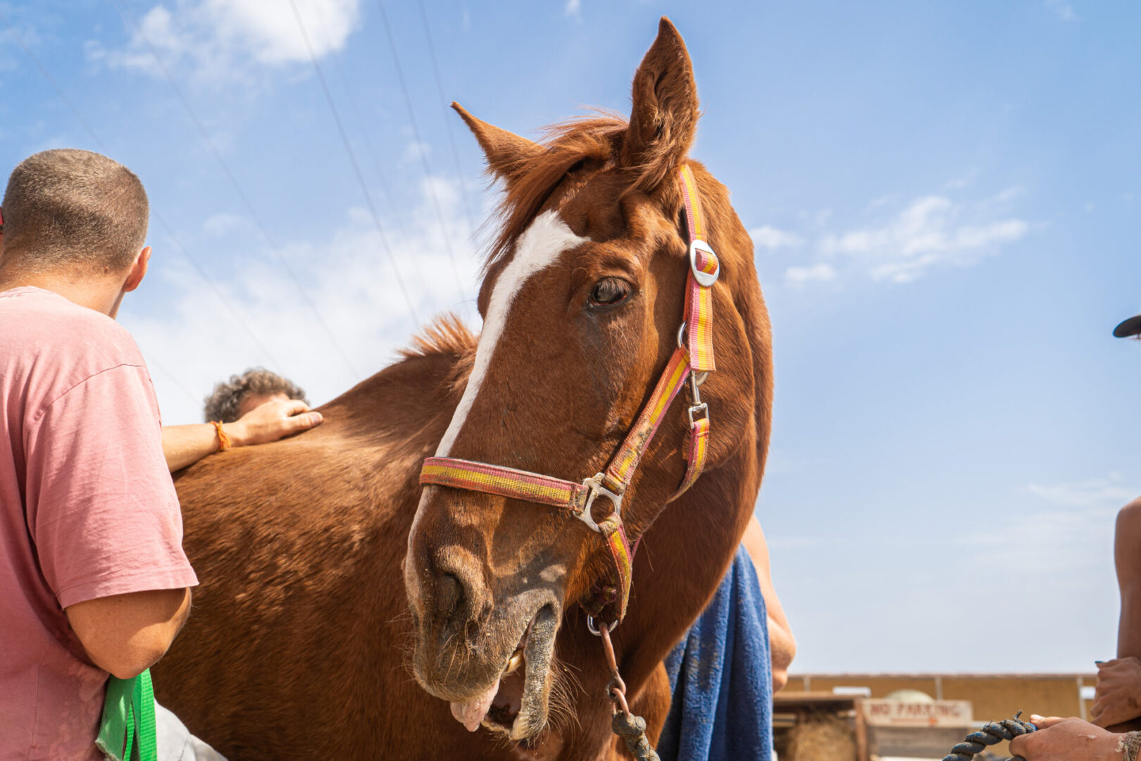 Volunteer with rescue horse at sanctuary
