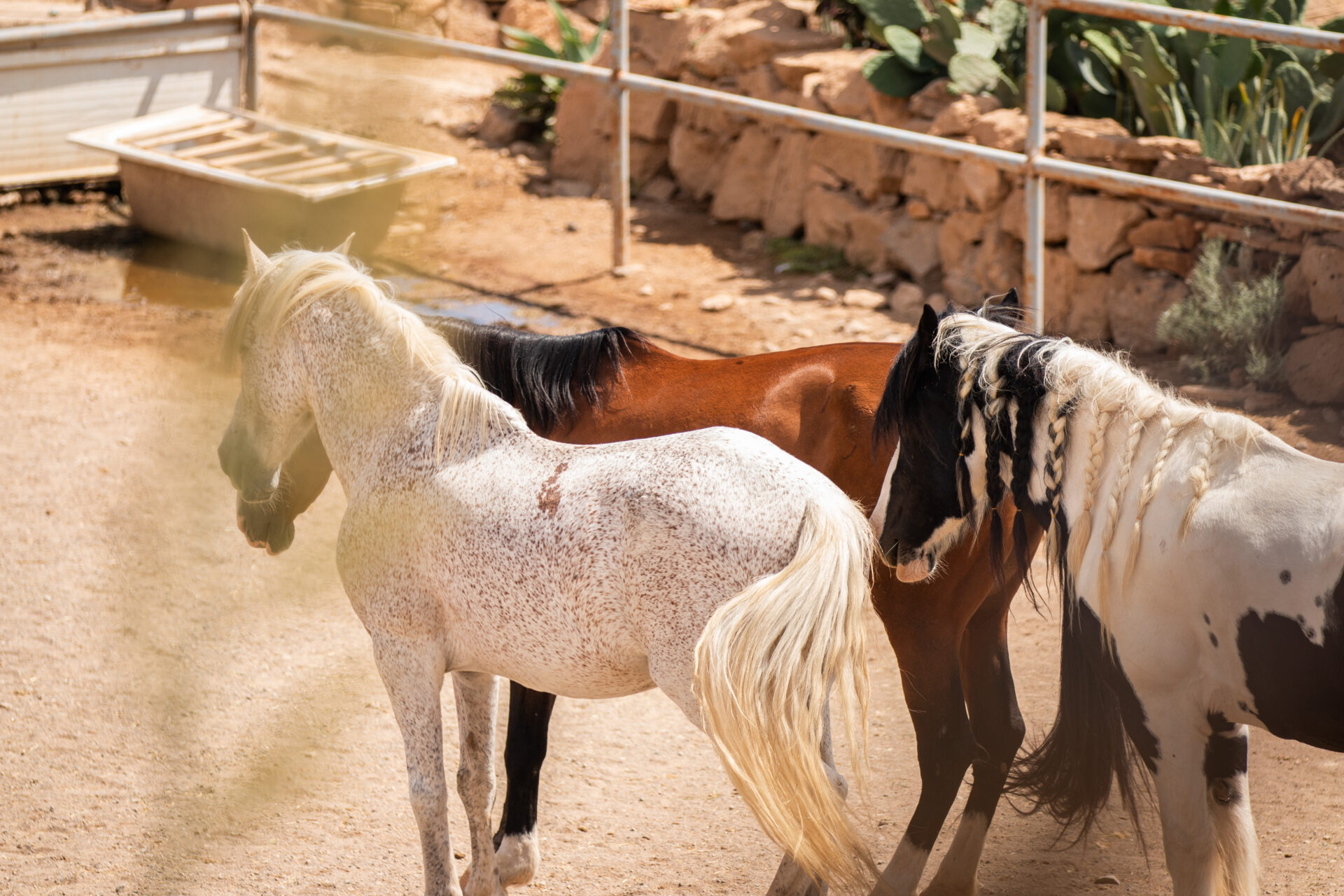 Horse sanctuary daily routine