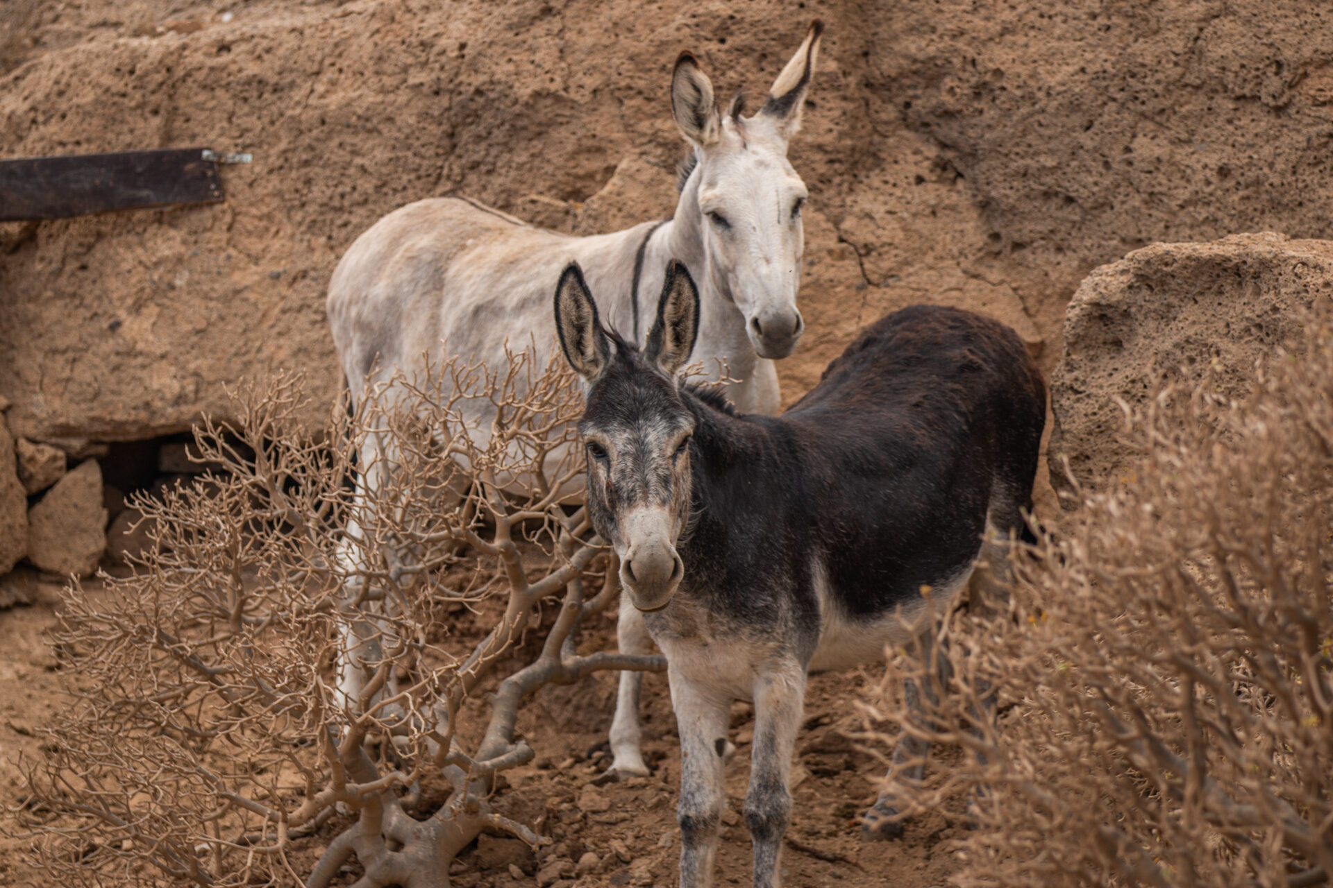 Horse care at Tenerife Sanctuary