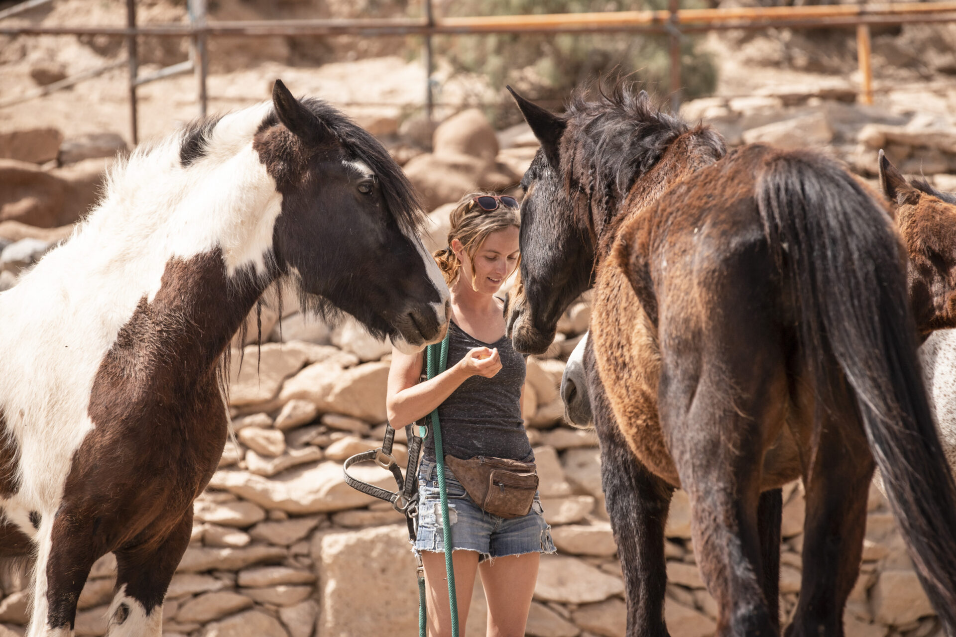 Emma training horses