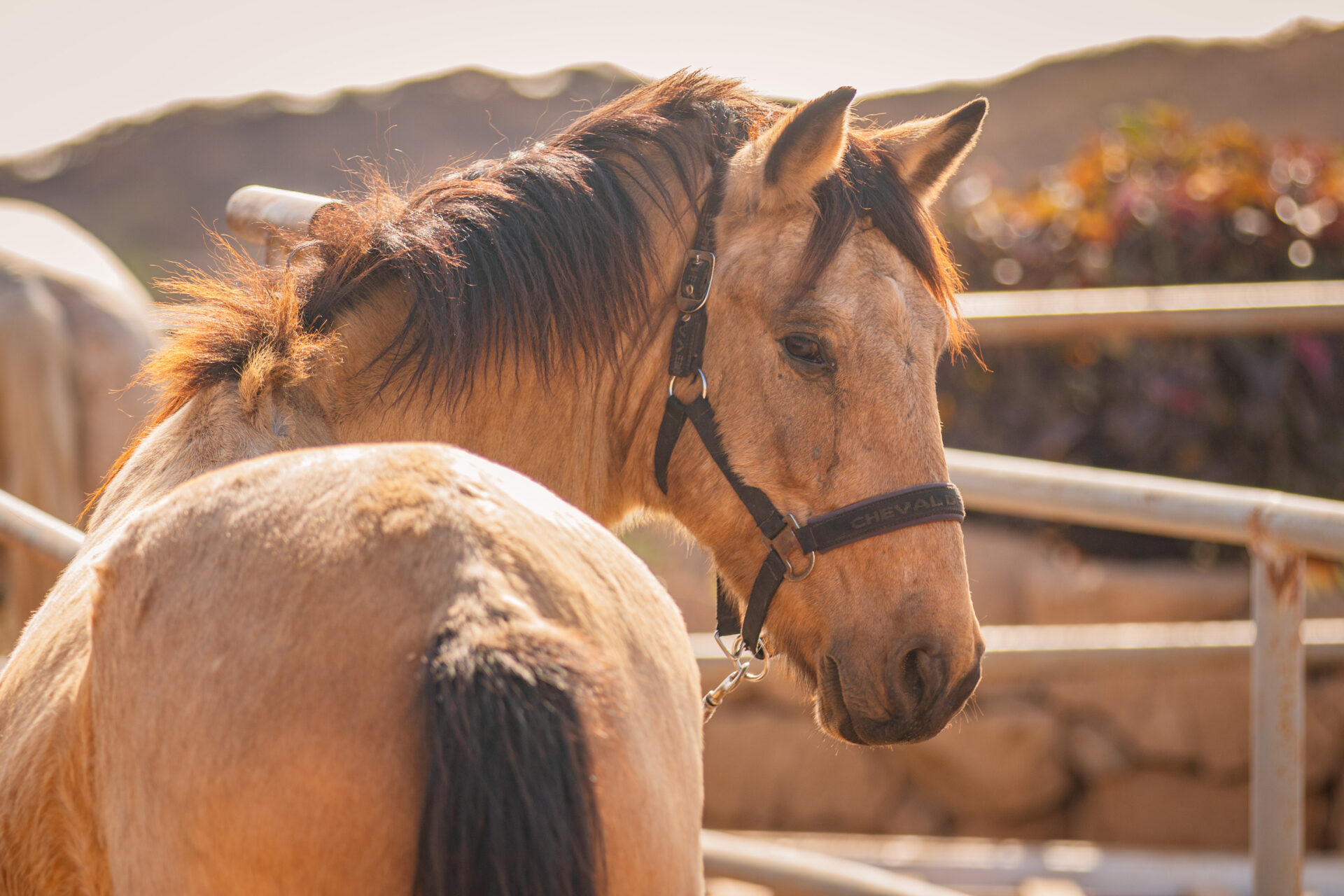 Fauno horse training