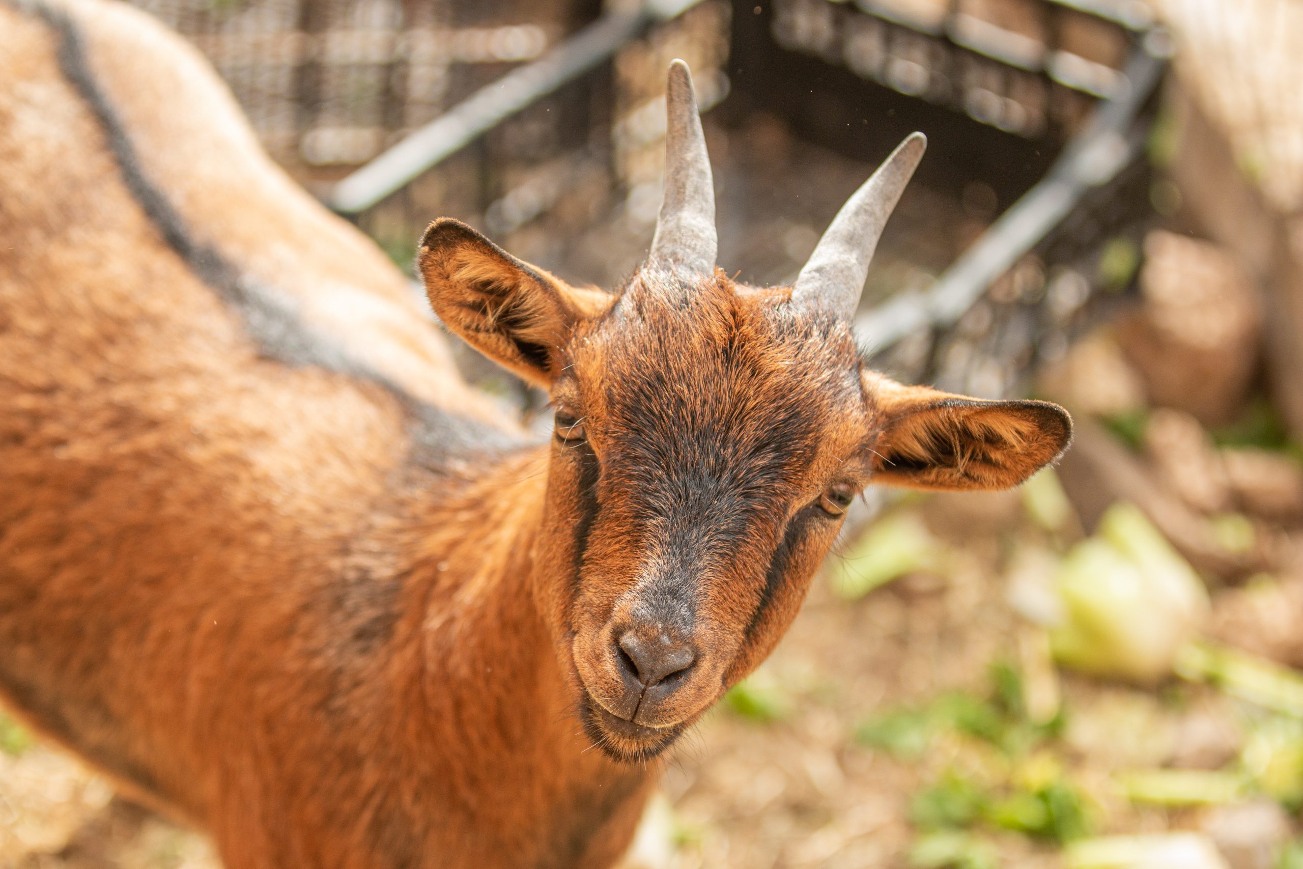cute mini goat