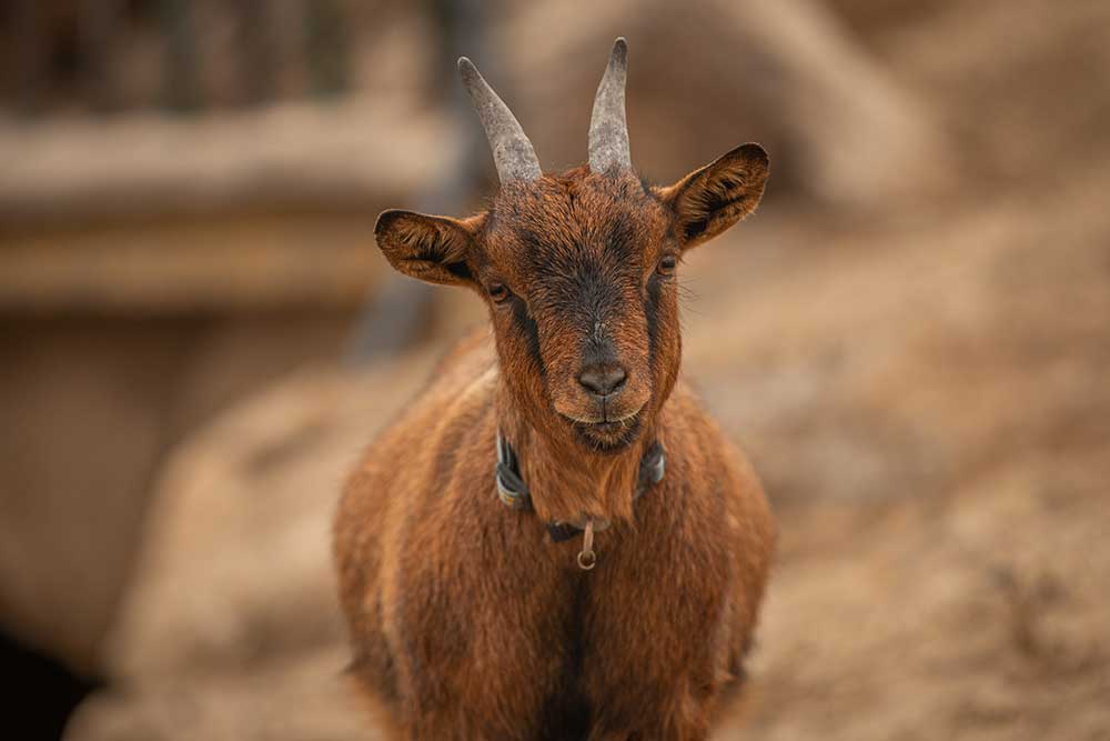 Animal