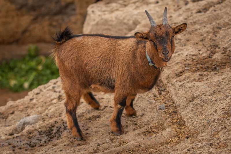 Animal
