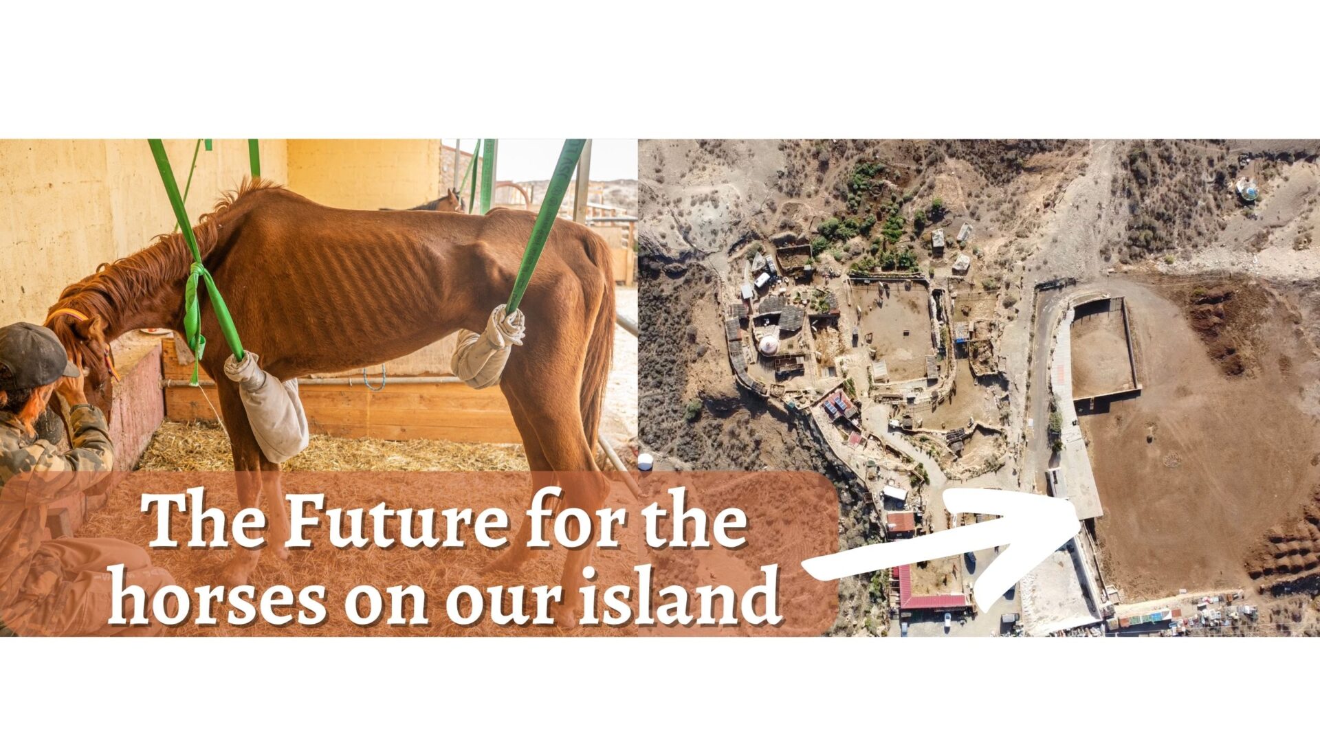 The Future for the horses on our island