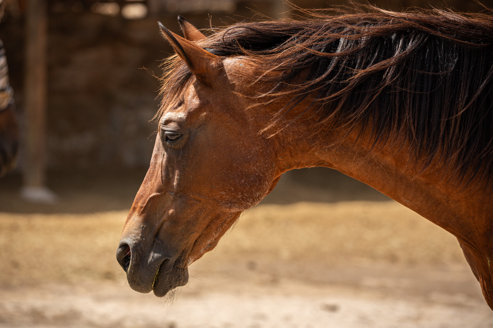Devante rescue horse in animal sanctuary