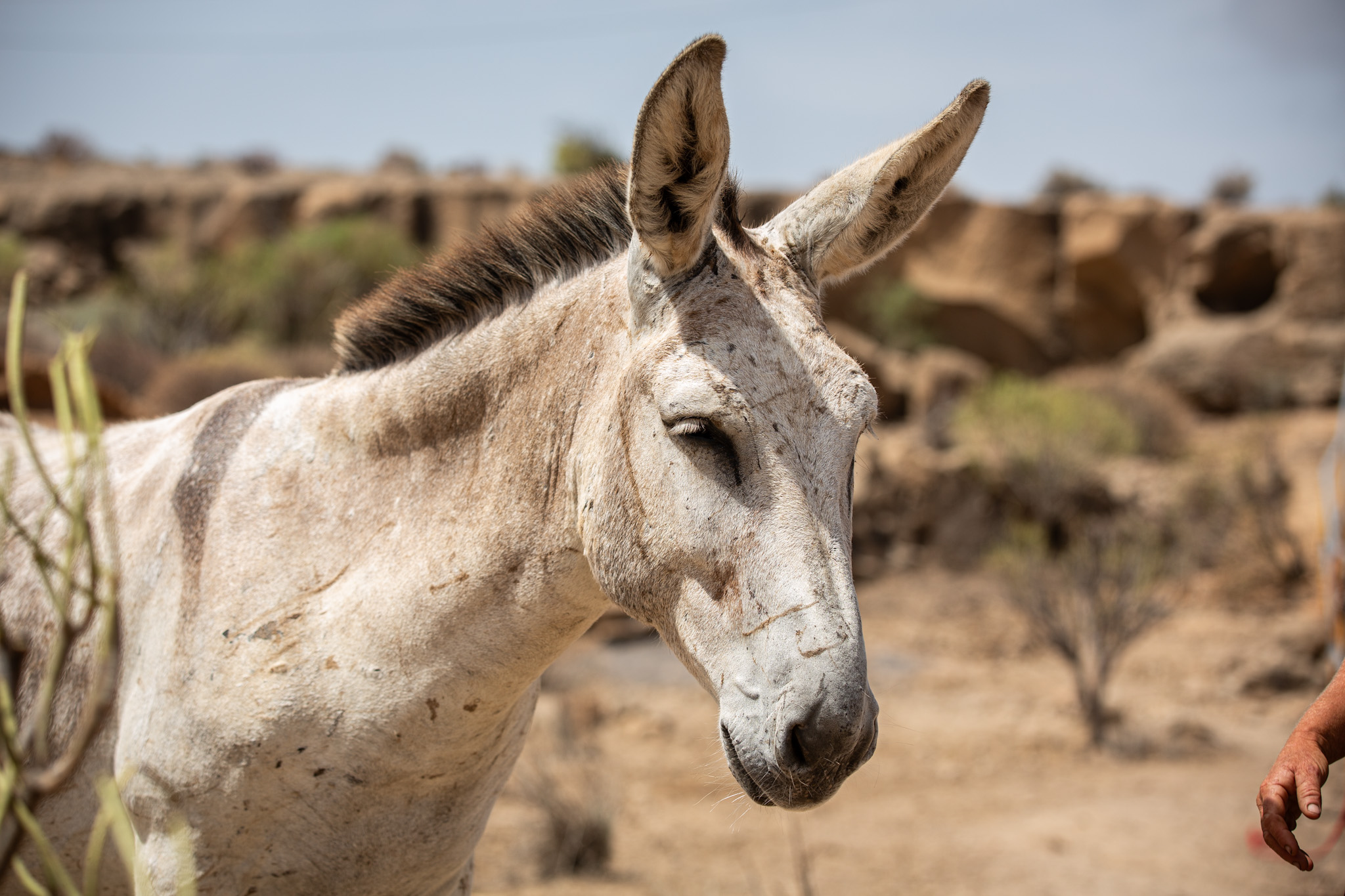grey cute donkey