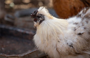 chicken