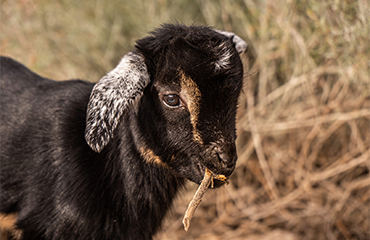 goats