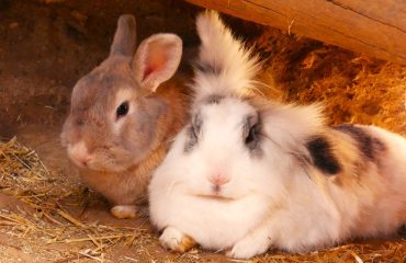 Rabbits