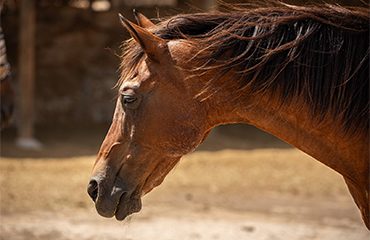 horses